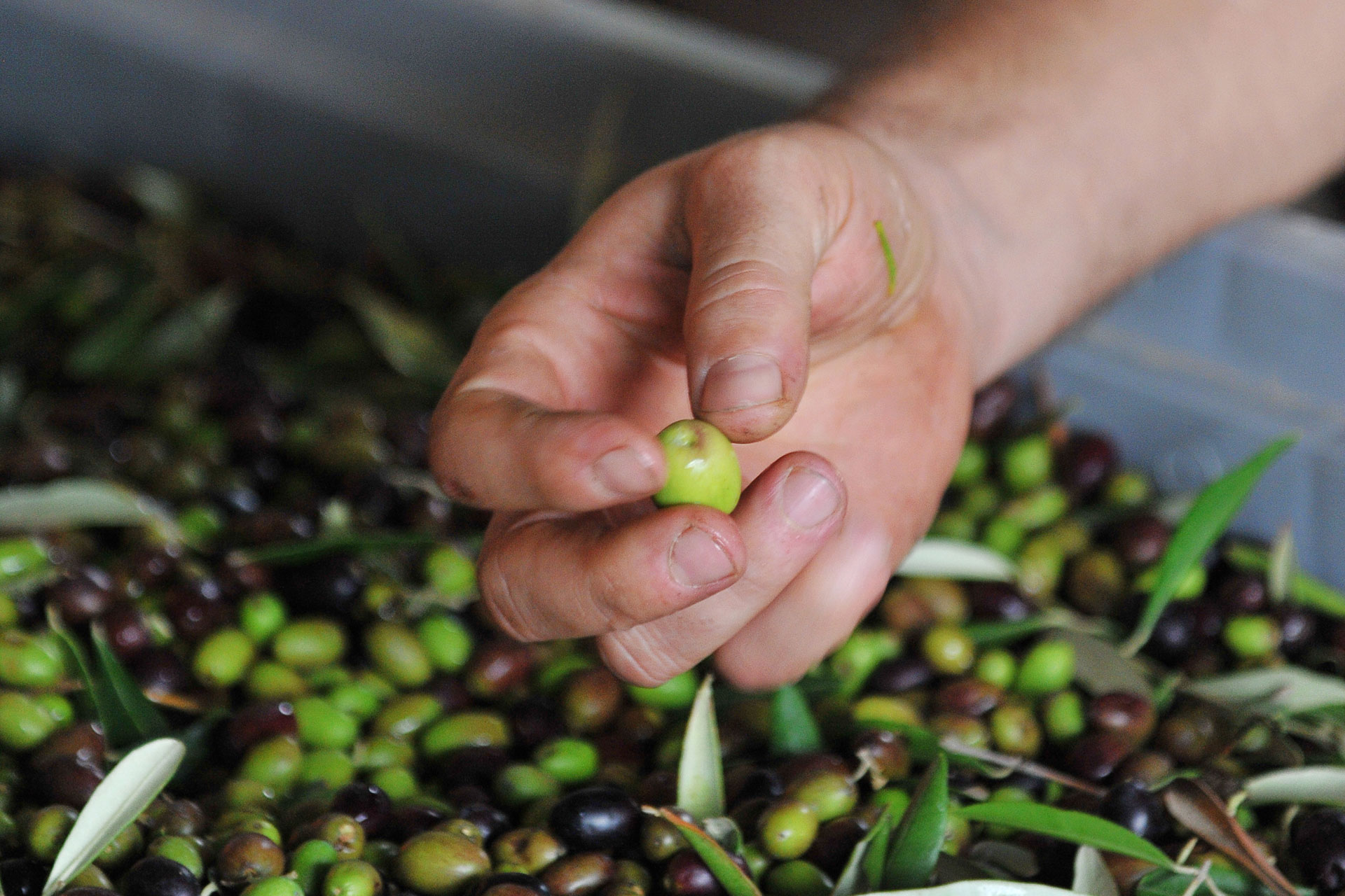 Olive Oil Harvest Portraits of Italy Tuscany Now & More
